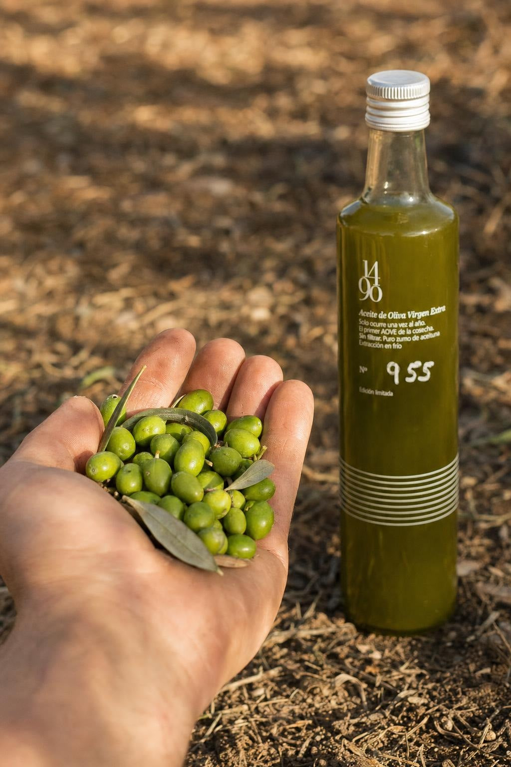 Aceitunas recién cogidas · Cosecha sin filtrar 1490